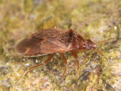 Cardiastethus fasciiventris