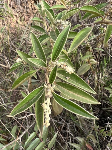 Croton pungens