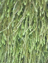 Pterigynandrum filiforme