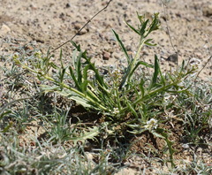 Neotorularia torulosa
