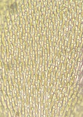 Pterigynandrum filiforme