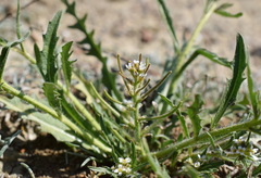 Neotorularia torulosa