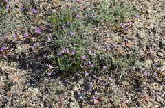 Astragalus subuliformis