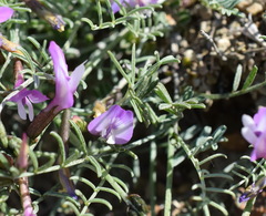 Astragalus subuliformis