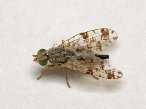 Tephritis hyoscyami (Linnaeus, 1758)