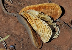 Aspidosperma quebracho-blanco