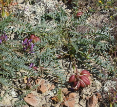 Astragalus suprapilosus