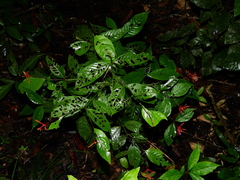 Palicourea longiflora