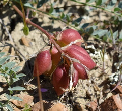 Astragalus suprapilosus
