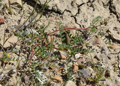 Astragalus guttatus