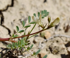 Astragalus guttatus