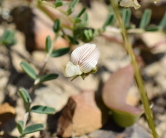 Astragalus guttatus