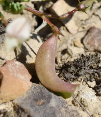 Astragalus guttatus