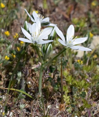 Ornithogalum navaschinii