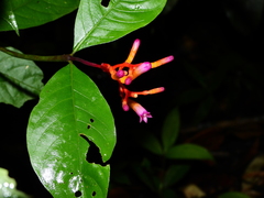 Palicourea longiflora