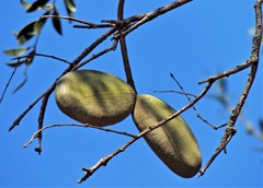 Aspidosperma quebracho-blanco