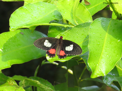 Parides iphidamas