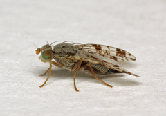 Tephritis hyoscyami