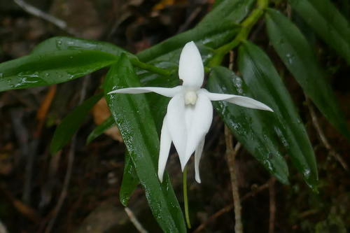 Angraecum mauritianum