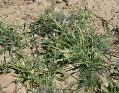 Neotorularia torulosa