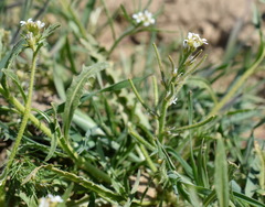 Neotorularia torulosa