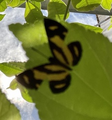 Baeotis zonata zonata