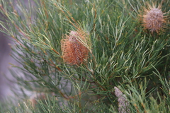 Banksia occidentalis