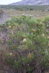 Banksia occidentalis