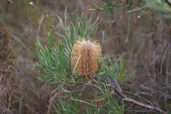Banksia occidentalis