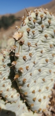 Opuntia basilaris treleasei
