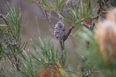 Banksia occidentalis