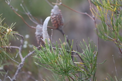 Banksia occidentalis