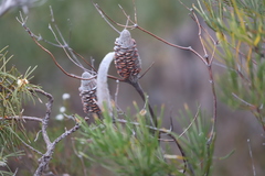 Banksia occidentalis