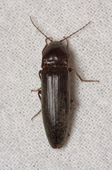 Melanotus castanipes