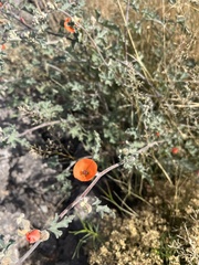 Sphaeralcea coulteri