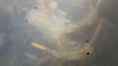 Branchinecta conservatio