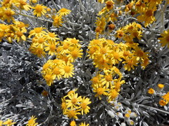 Senecio palmeri