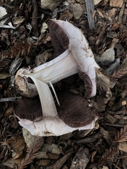 Agaricus