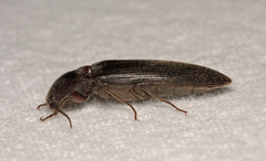 Melanotus castanipes