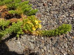 Deinandra frutescens