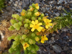 Deinandra frutescens