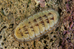 Ischnochiton contractus