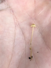 Mycena citrinomarginata