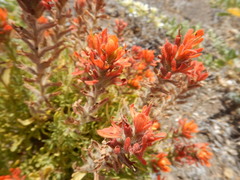 Castilleja fruticosa