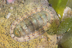 Rhyssoplax calliozona