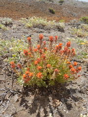Castilleja fruticosa