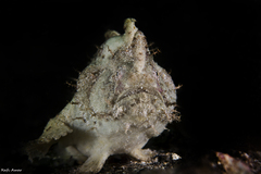 Phyllophryne scortea