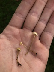 Mycena citrinomarginata