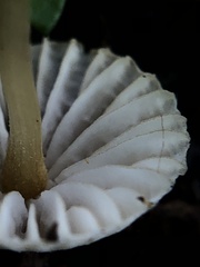 Mycena citrinomarginata