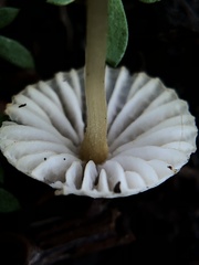 Mycena citrinomarginata
